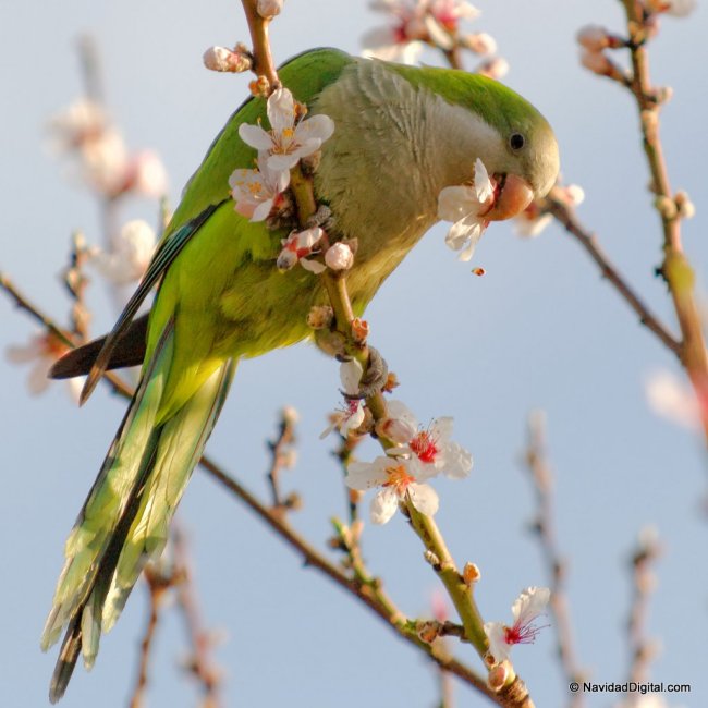 loro-primavera-retiro