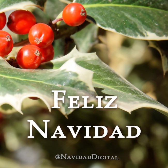christmas-navidad2014-acebo