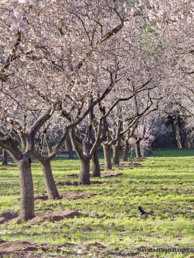 almendros-flor-madrid-2016