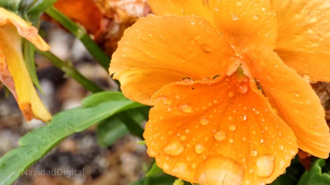 flor-lluvia-abril-retiro-madrid