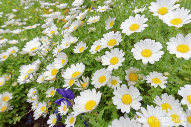 margaritas-lluvia-retiro-madrid