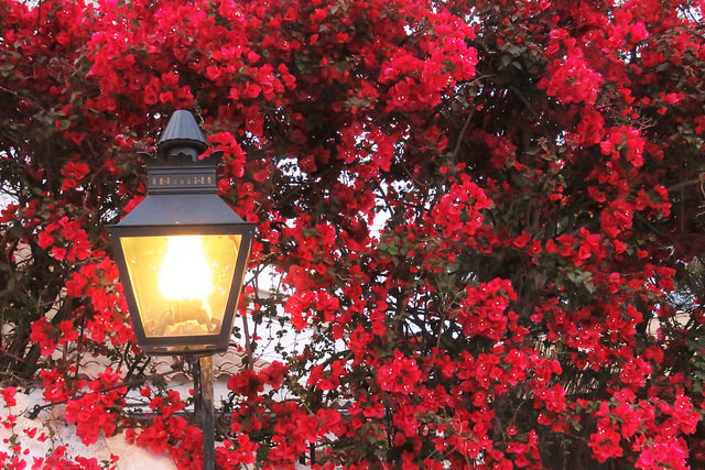 flores-cordoba-jiglesias-dp