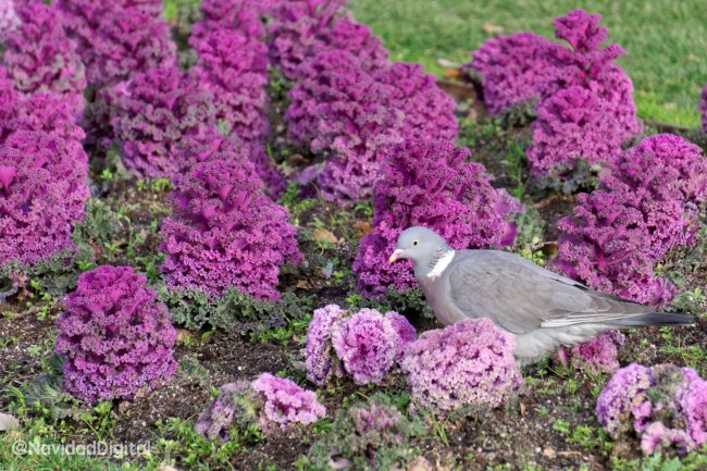 paloma-retiro-201702