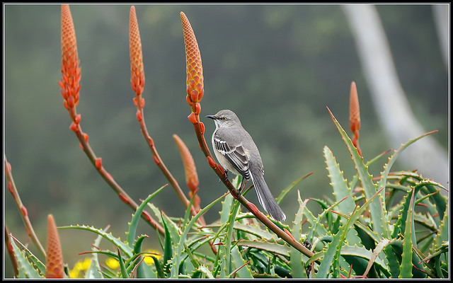 16291869929_172247f3b7_z