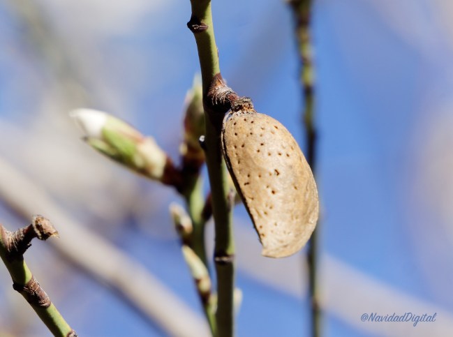 fruto-del-almendro.jpg