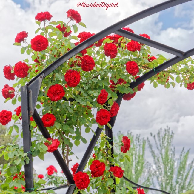 rosaleda-retiro-madrid-2018-rosas